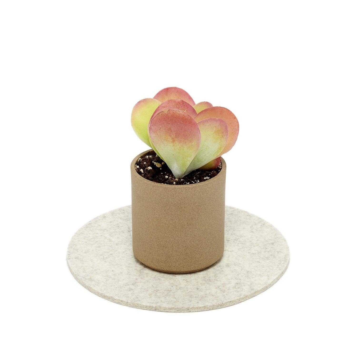 Round Merino Wool Felt Trivet 8" Heather White